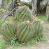 Ferocactus_ echidne